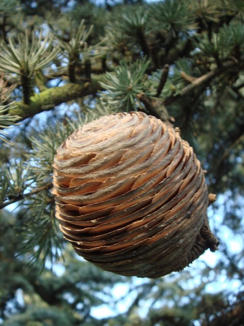 Cedrus libani subsp.atlantica 'Glauca' cone